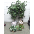 Lot of Assorted Artificial Silk Plants